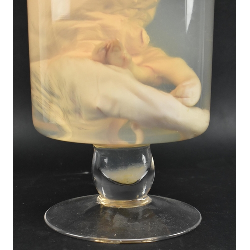 200 - Of natural history / taxidermy interest - a wet specimen deformed five-legged piglet. The preserved ... 