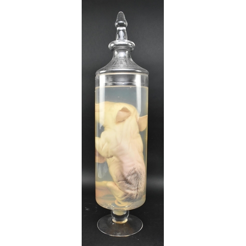 200 - Of natural history / taxidermy interest - a wet specimen deformed five-legged piglet. The preserved ... 