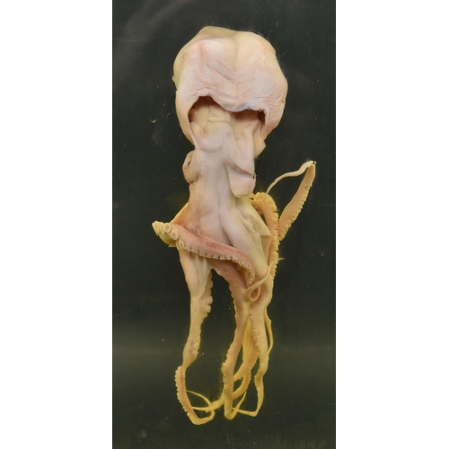 205 - Of natural history / teuthology interest - a wet specimen octopus octopoda. The octopus in plexiglas... 