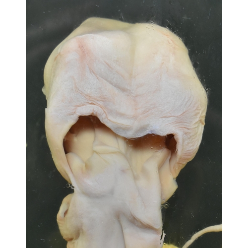 205 - Of natural history / teuthology interest - a wet specimen octopus octopoda. The octopus in plexiglas... 