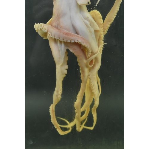 205 - Of natural history / teuthology interest - a wet specimen octopus octopoda. The octopus in plexiglas... 