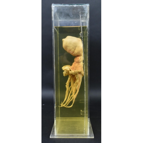 205 - Of natural history / teuthology interest - a wet specimen octopus octopoda. The octopus in plexiglas... 