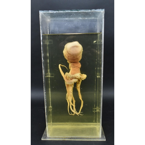 205 - Of natural history / teuthology interest - a wet specimen octopus octopoda. The octopus in plexiglas... 