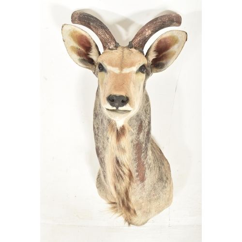 215 - Of Natural History / Taxidermy Interest - a large taxidermy Antelope / Gazelle head and neck. The an... 