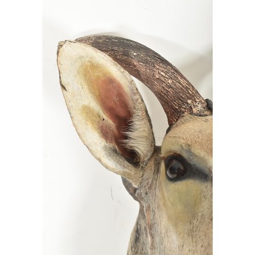 215 - Of Natural History / Taxidermy Interest - a large taxidermy Antelope / Gazelle head and neck. The an... 