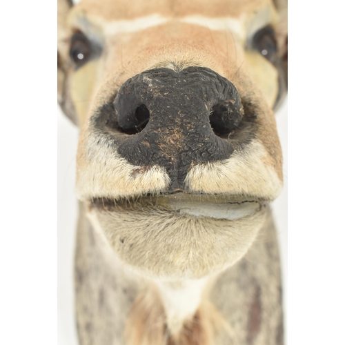 215 - Of Natural History / Taxidermy Interest - a large taxidermy Antelope / Gazelle head and neck. The an... 