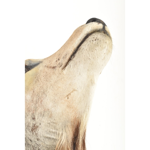 215 - Of Natural History / Taxidermy Interest - a large taxidermy Antelope / Gazelle head and neck. The an... 