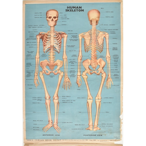 584 - Indian Book Depot - a vintage mid century circa 1970s anatomical poster of the human skeletal system... 