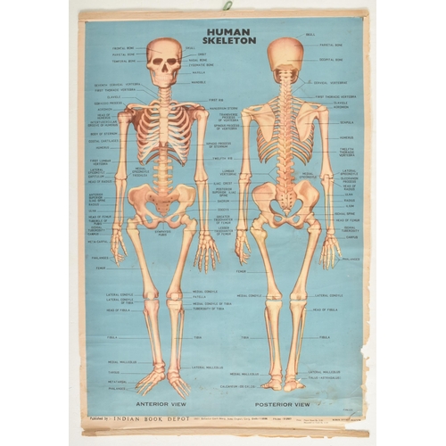 584 - Indian Book Depot - a vintage mid century circa 1970s anatomical poster of the human skeletal system... 