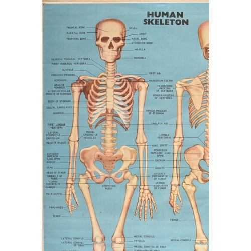 584 - Indian Book Depot - a vintage mid century circa 1970s anatomical poster of the human skeletal system... 