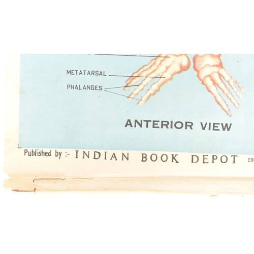 584 - Indian Book Depot - a vintage mid century circa 1970s anatomical poster of the human skeletal system... 