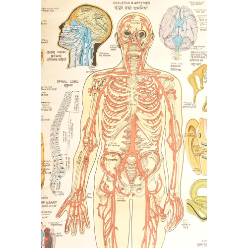 594 - Indian Book Depot Map House - a vintage mid century Indian Human Skeleton physiological medical post... 