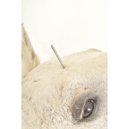 217 - Of natural history / taxidermy interest - a large white horse / unicorn head. The horse with white m... 