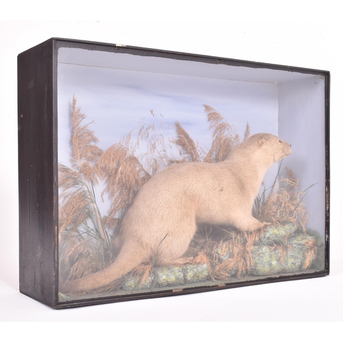 152 - Of natural history interest - a large 19th century Victorian cased taxidermy Otter. The Otter shown ... 