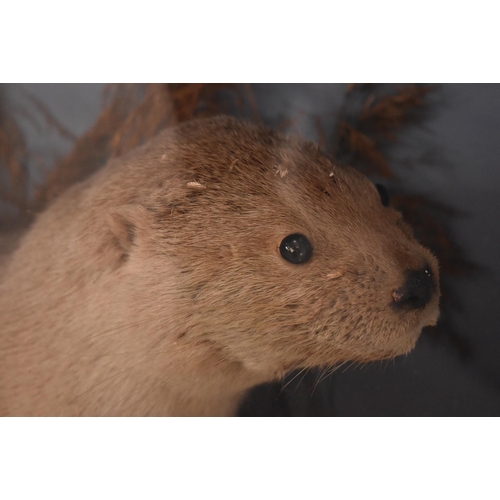 152 - Of natural history interest - a large 19th century Victorian cased taxidermy Otter. The Otter shown ... 