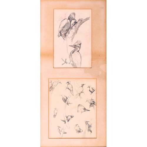 217 - David Morrison Reid-Henry (British, 1919-1977) - Two 20th century ornithological pencil on paper stu... 