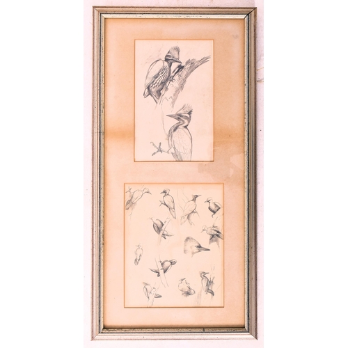 217 - David Morrison Reid-Henry (British, 1919-1977) - Two 20th century ornithological pencil on paper stu... 