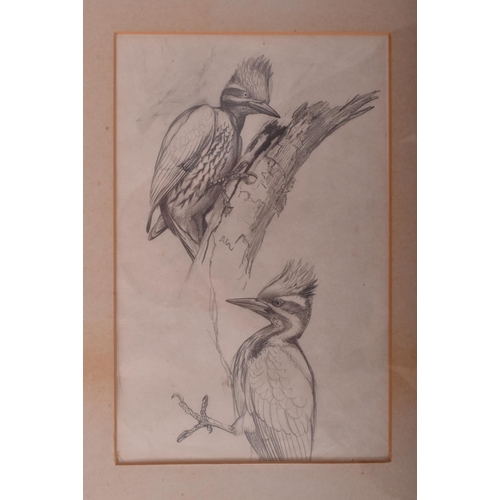 217 - David Morrison Reid-Henry (British, 1919-1977) - Two 20th century ornithological pencil on paper stu... 