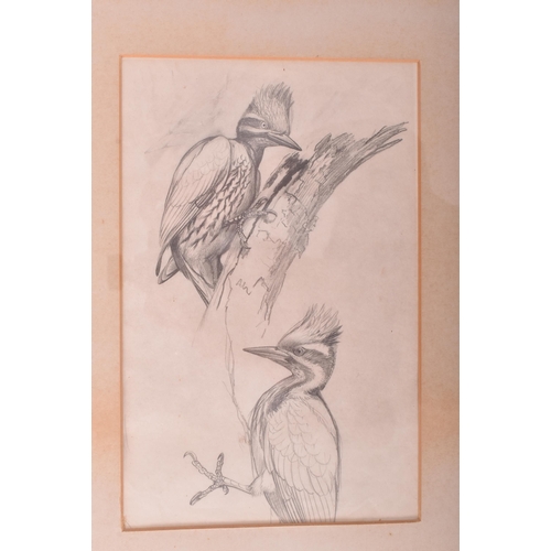 217 - David Morrison Reid-Henry (British, 1919-1977) - Two 20th century ornithological pencil on paper stu... 