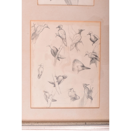 217 - David Morrison Reid-Henry (British, 1919-1977) - Two 20th century ornithological pencil on paper stu... 