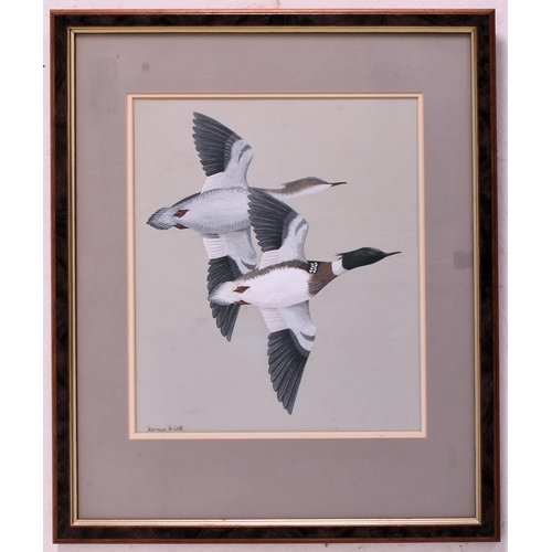 225 - Norman Arlott (British, 1947-2022) - Red Breasted Merganser - A 20th century gouache and watercolour... 