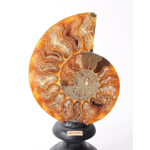 235 - Three sections of ammonite fossils mounted on wooden plinths. Two of which are polished to one side ... 