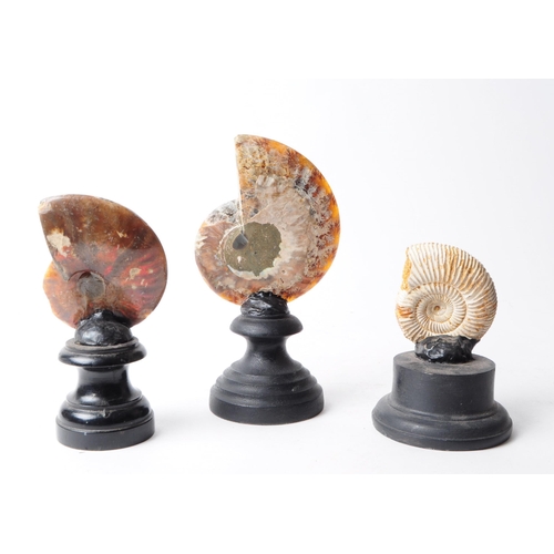 235 - Three sections of ammonite fossils mounted on wooden plinths. Two of which are polished to one side ... 