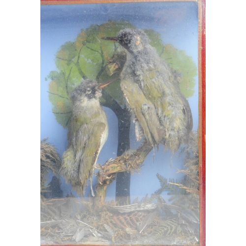 316 - Two vintage early 20th century glazed cases containing Taxidermy birds in naturalistic settings, one... 