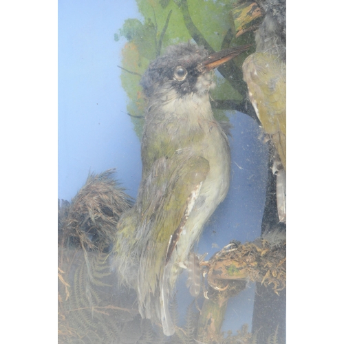 316 - Two vintage early 20th century glazed cases containing Taxidermy birds in naturalistic settings, one... 