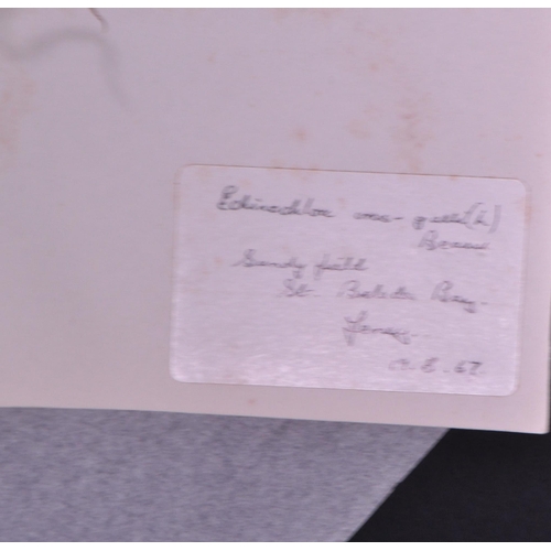 257 - Natural History Interest - A large collection of 20th century dried floral flower specimens. To incl... 