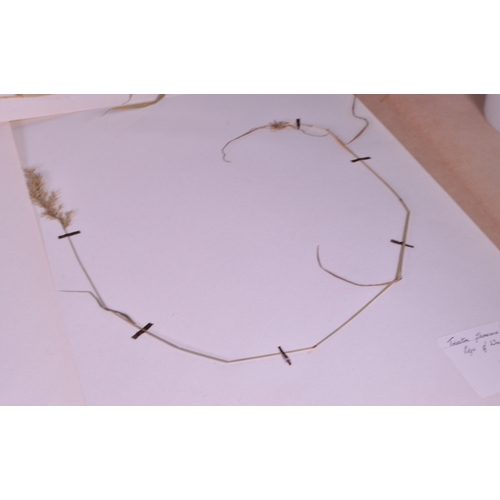 257 - Natural History Interest - A large collection of 20th century dried floral flower specimens. To incl... 