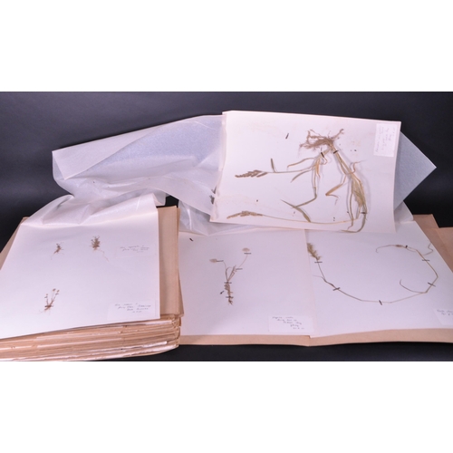 257 - Natural History Interest - A large collection of 20th century dried floral flower specimens. To incl... 