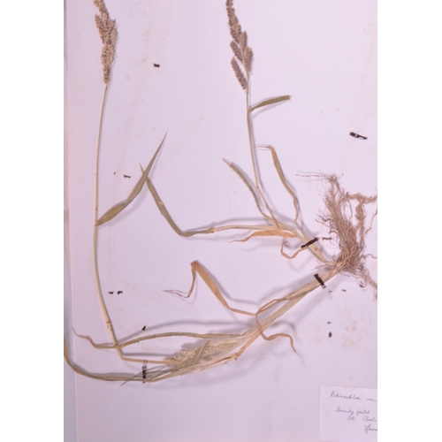 257 - Natural History Interest - A large collection of 20th century dried floral flower specimens. To incl... 