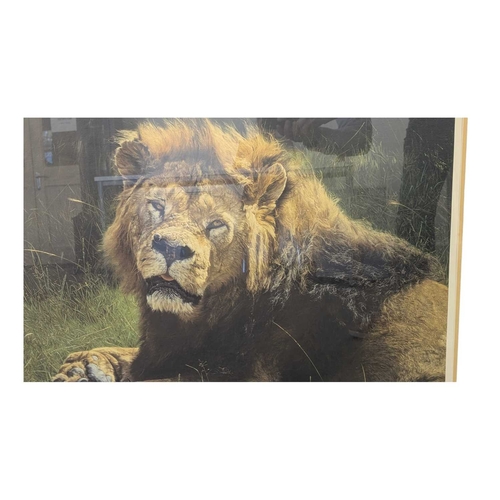 624 - Anthony Gibbs (B. 1951) - Limited Edition signed print depicting a lion, the piece titled Punchy. Fr... 