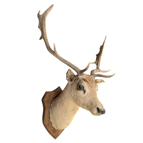 Lot 306       
