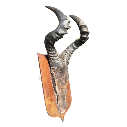 Lot 631       