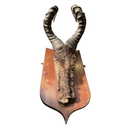 631 - Of Natural History/Taxidermy Interest - a pair of wooden wall mounted Cape Red Hartebeest (Alcelaphu... 