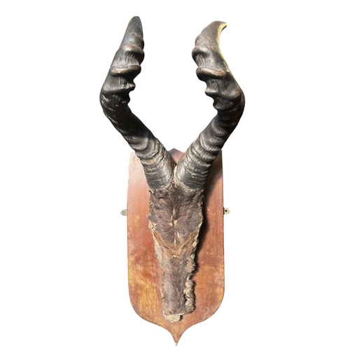 631 - Of Natural History/Taxidermy Interest - a pair of wooden wall mounted Cape Red Hartebeest (Alcelaphu... 