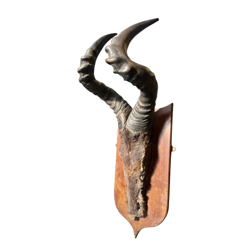 631 - Of Natural History/Taxidermy Interest - a pair of wooden wall mounted Cape Red Hartebeest (Alcelaphu... 