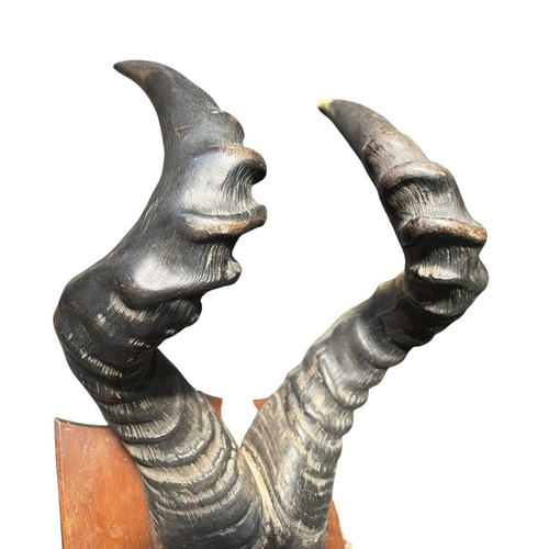 631 - Of Natural History/Taxidermy Interest - a pair of wooden wall mounted Cape Red Hartebeest (Alcelaphu... 