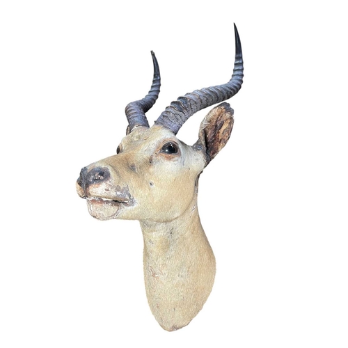 Lot 638       