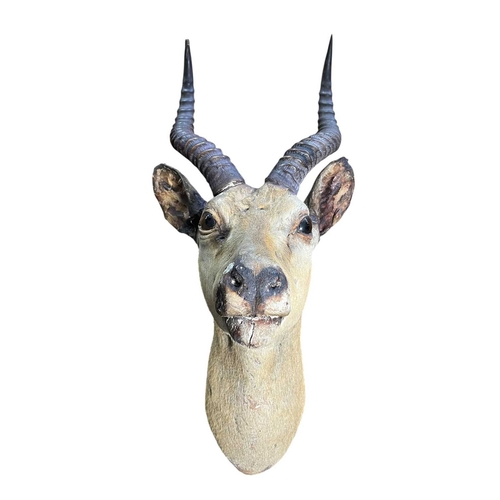 638 - Of Natural History / Taxidermy Interest - a neck mount taxidermy of a Common Impala (Aepyceros Melam... 