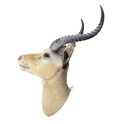638 - Of Natural History / Taxidermy Interest - a neck mount taxidermy of a Common Impala (Aepyceros Melam... 