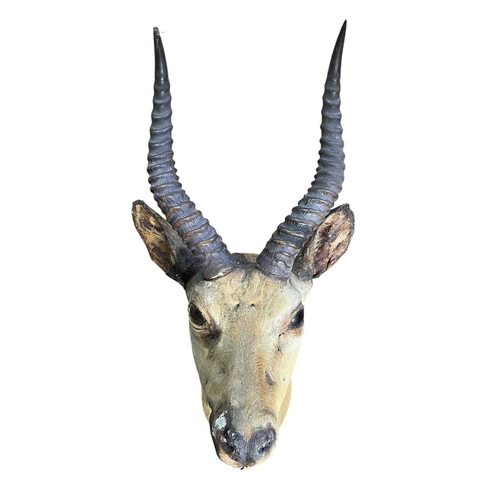 638 - Of Natural History / Taxidermy Interest - a neck mount taxidermy of a Common Impala (Aepyceros Melam... 