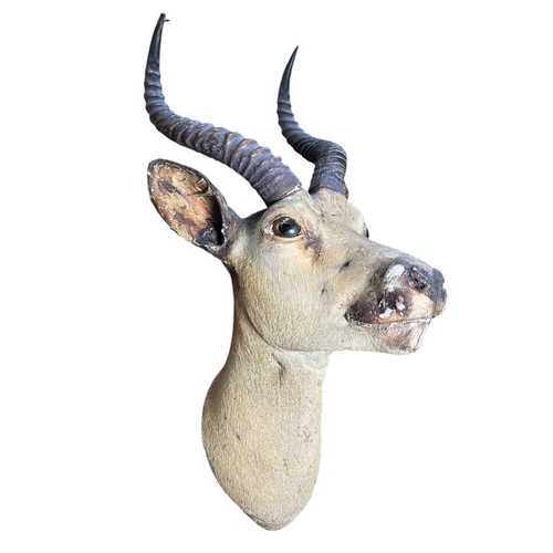 638 - Of Natural History / Taxidermy Interest - a neck mount taxidermy of a Common Impala (Aepyceros Melam... 
