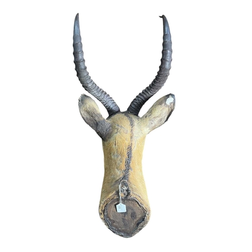 638 - Of Natural History / Taxidermy Interest - a neck mount taxidermy of a Common Impala (Aepyceros Melam... 