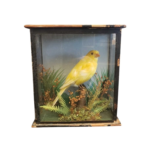 451 - Natural Interest - 20th century vintage small taxidermy yellow canary bird. Displayed within a glass... 