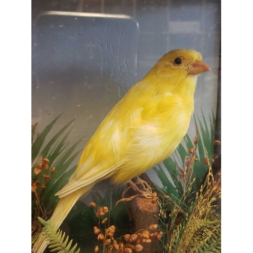 451 - Natural Interest - 20th century vintage small taxidermy yellow canary bird. Displayed within a glass... 
