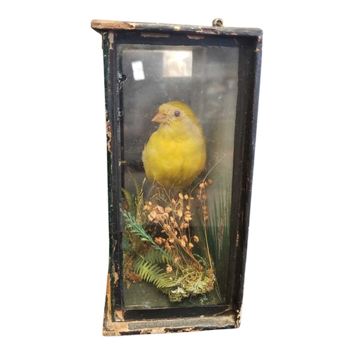 451 - Natural Interest - 20th century vintage small taxidermy yellow canary bird. Displayed within a glass... 