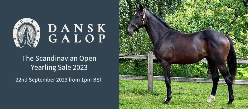 Web Banner for Dansk galop Scandinavian Open Yearling Sale 2023